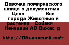 Девочки помиранского шпица с документами › Цена ­ 23 000 - Все города Животные и растения » Собаки   . Ненецкий АО,Вижас д.